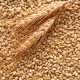 Wheat