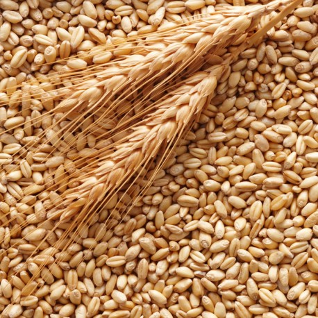 Wheat