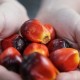 Palm oil